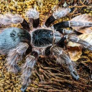 Nhandu carapoensis