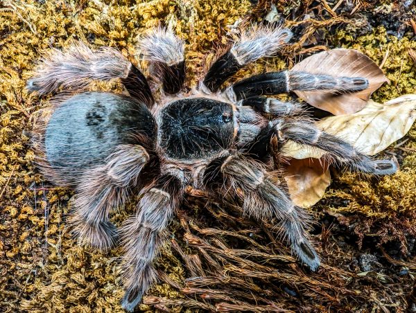Nhandu carapoensis
