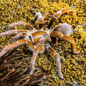 Pelinobius muticus