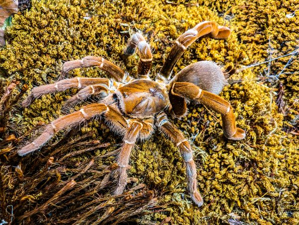 Pelinobius muticus 5 STK.