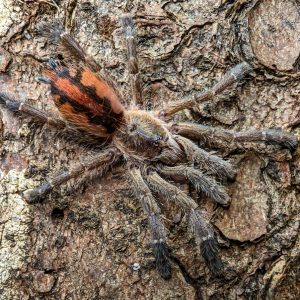 Ybyrapora sooretama