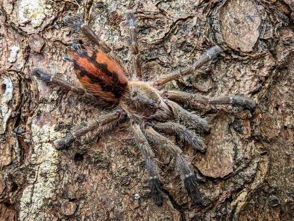 Ybyrapora sooretama