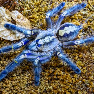 Poecilotheria metallica