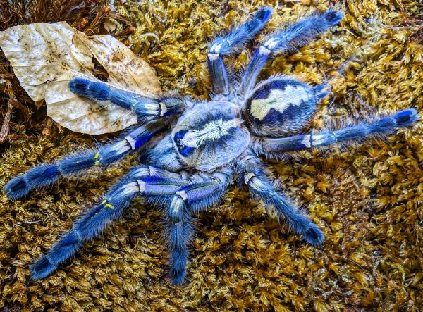Poecilotheria metallica