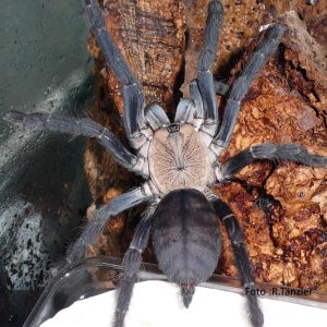 Cyriopagopus sp. hatihati
