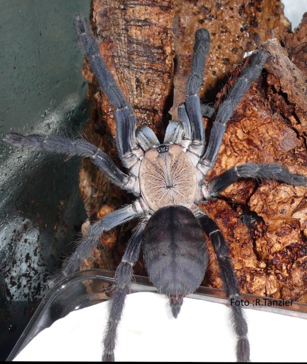 Cyriopagopus sp. hatihati