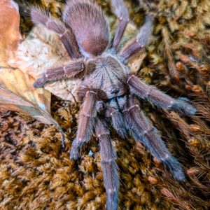 Orphnaecus sp.blue Panay