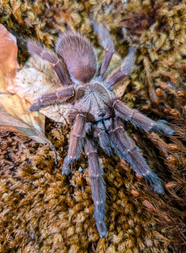 Orphnaecus sp.blue Panay