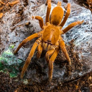 Orphnaecus philippinus 0.1