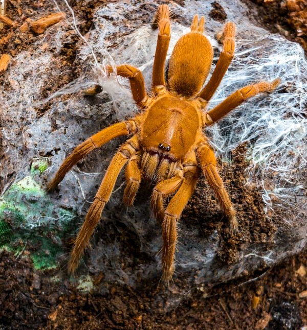 Orphnaecus philippinus 0.1