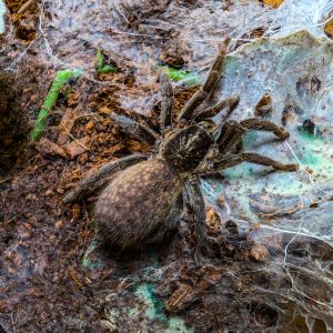 Brachionopus sp.