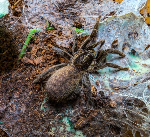 Brachionopus sp.