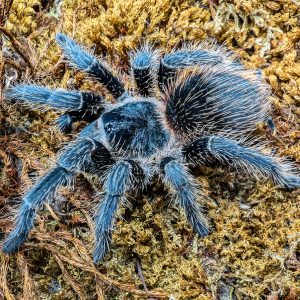 Lasiodora sp. striatipes