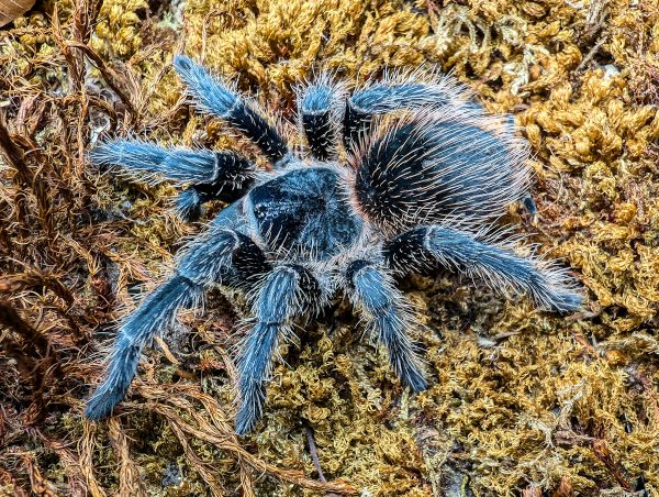 Lasiodora sp.striatipes 10 STK.