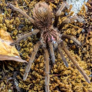 Xenesthis sp. bright 0.1