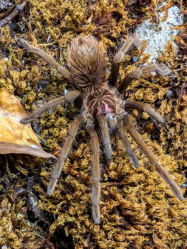 Xenesthis sp. bright 0.1