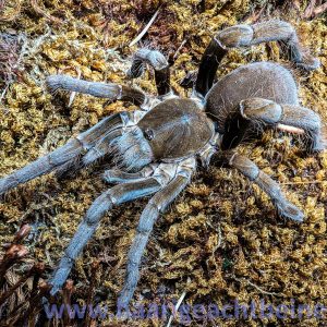 Hysterocrates hercules