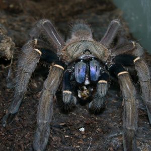 Ephebopus uatuman
