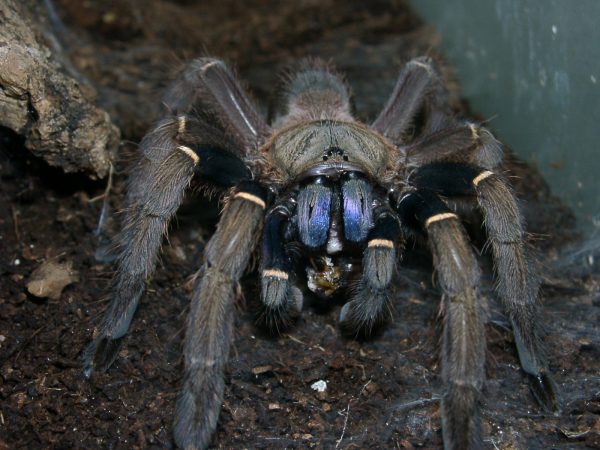 Ephebopus uatuman