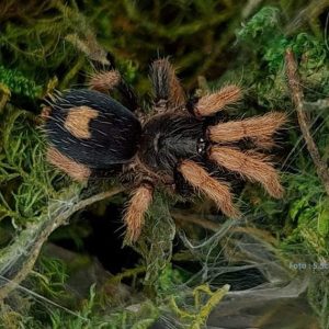 Cyriocosmus aueri