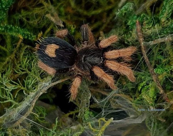 Cyriocosmus aueri