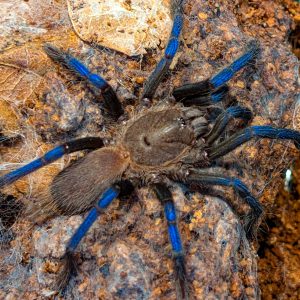 Birupes simoroxigorum