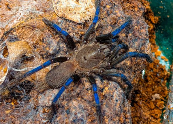 Birupes simoroxigorum