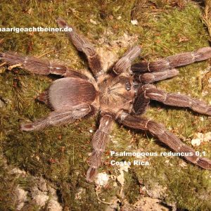 Psalmopoeus reduncus