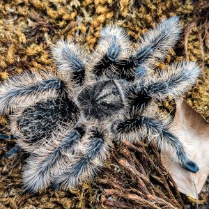 Tliltocatl albopilosus Nicaragua