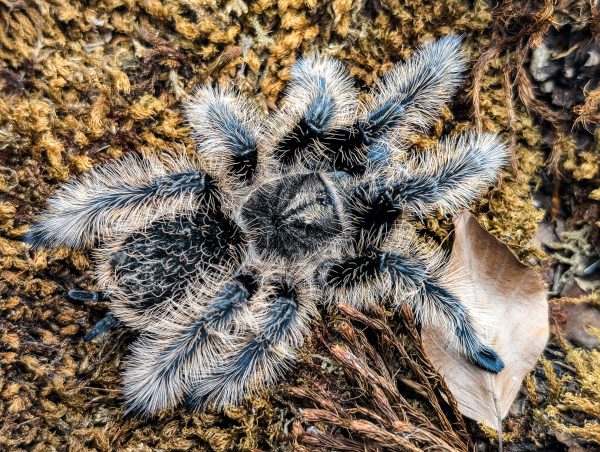 Tliltocatl albopilosus Nicaragua