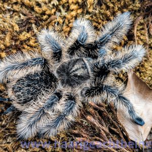 Tliltocatl albopilosus Nicaragua