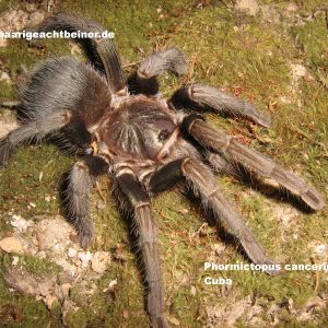 Phormictopus cancerides