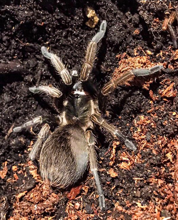 Cyrtopholis agilis