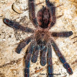 Ybyrapora diversipes