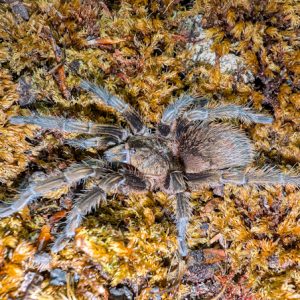 Thrixopelma pruriens