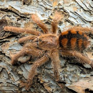 Avicularia minatrix