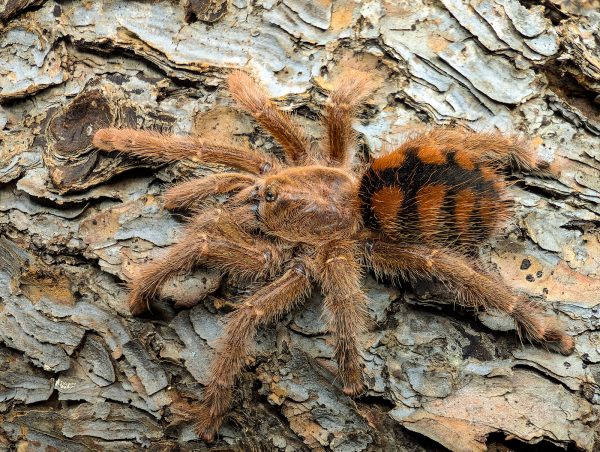 Avicularia minatrix