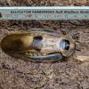 Blaberus giganteus – Bild 2