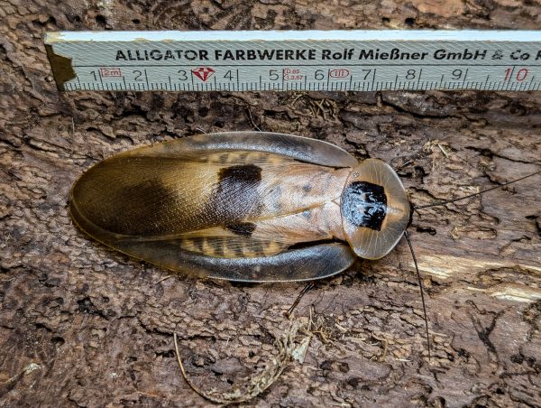 Blaberus giganteus – Bild 2