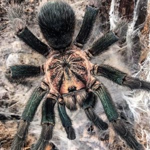 Phormictopus sp. dominican gold