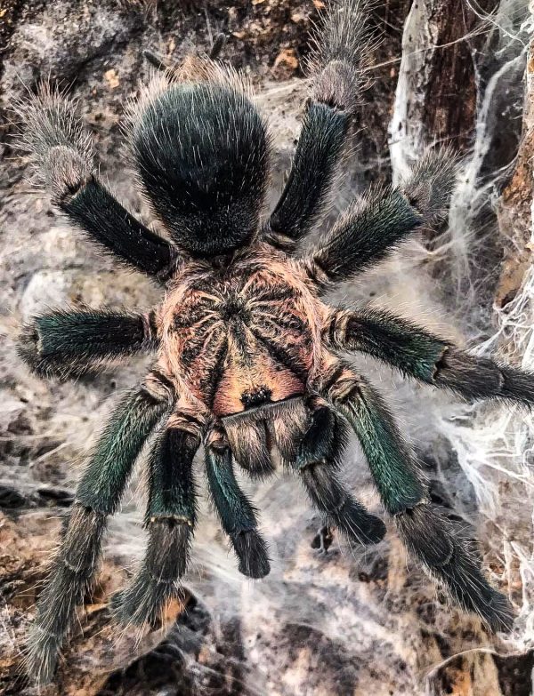Phormictopus sp. dominican gold