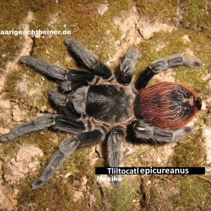 Tliltocatl epicureanus