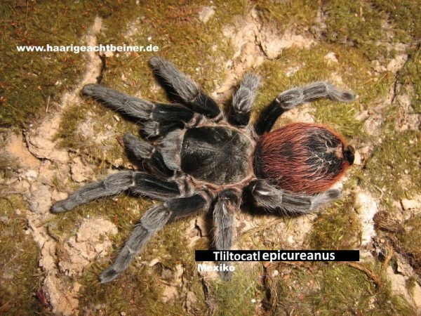 Tliltocatl epicureanus