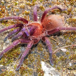 Citharacantus cyaneus
