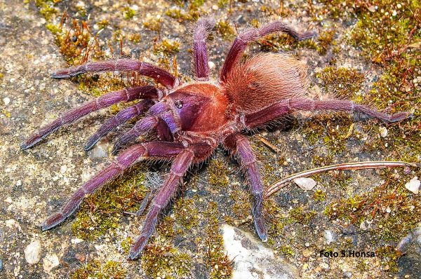 Citharacantus cyaneus