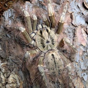 Stromatopelma sp.calceatum 5 stk.