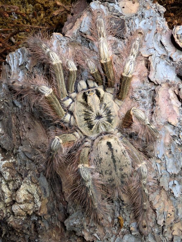 Stromatopelma sp.calceatum 5 stk.