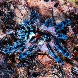 Typhochlaena seladonia