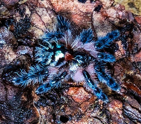 Typhochlaena seladonia
