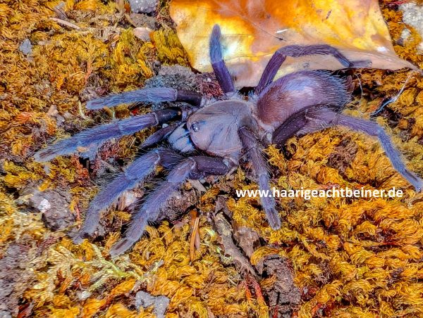 Orphnaecus sp. blue quezon